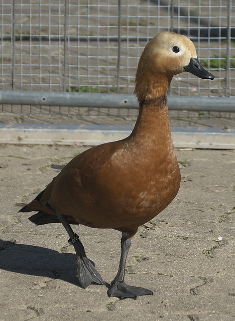 布朗